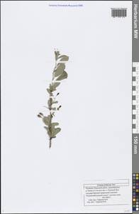 Prunus fruticosa Pall., Eastern Europe, Middle Volga region (E8) (Russia)