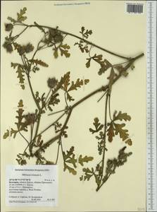 Hibiscus trionum L., Western Europe (EUR) (Bulgaria)