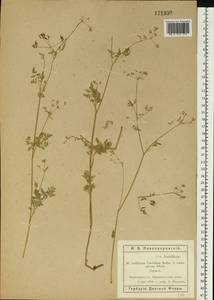 Anthriscus cerefolium (L.) Hoffm., Eastern Europe, Rostov Oblast (E12a) (Russia)
