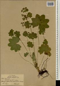 Alchemilla schistophylla Juz., Eastern Europe, Moscow region (E4a) (Russia)