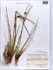 Juncus inflexus L., Eastern Europe, South Ukrainian region (E12) (Ukraine)