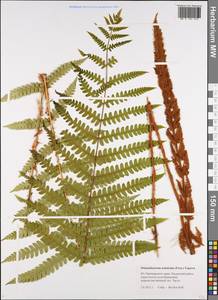 Osmundastrum cinnamomeum subsp. asiaticum (Fern.) Fraser-Jenkins, Siberia, Russian Far East (S6) (Russia)