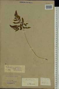 Gymnocarpium robertianum (Hoffm.) Newman, Eastern Europe, Eastern region (E10) (Russia)