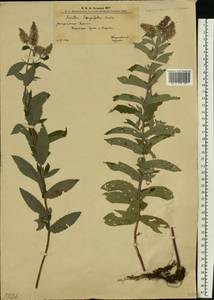 Mentha longifolia (L.) L., Eastern Europe, West Ukrainian region (E13) (Ukraine)