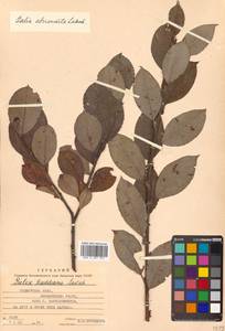 Salix abscondita Laksch., Siberia, Russian Far East (S6) (Russia)