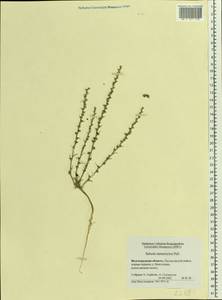 Salsola tamariscina Pall., Eastern Europe, Lower Volga region (E9) (Russia)