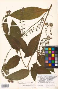 Symphytum caucasicum M. Bieb., Eastern Europe, Moscow region (E4a) (Russia)