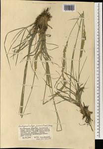 Psathyrostachys juncea (Fisch.) Nevski, Mongolia (MONG) (Mongolia)