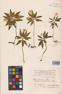 Anemone ranunculoides L., Eastern Europe, Lower Volga region (E9) (Russia)