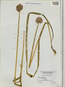 Allium schoenoprasum L., Siberia, Baikal & Transbaikal region (S4) (Russia)