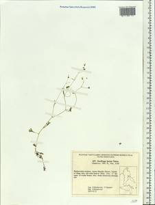 Saxifraga lactea Turcz., Siberia, Russian Far East (S6) (Russia)