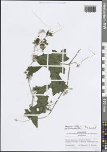 Bryonia alba L., Eastern Europe, Middle Volga region (E8) (Russia)