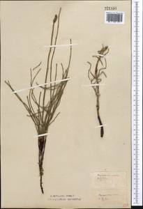 Equisetum ramosissimum Desf., Middle Asia, Northern & Central Kazakhstan (M10) (Kazakhstan)
