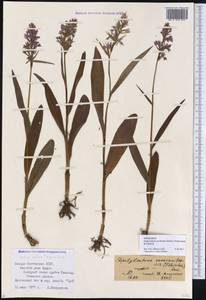 Dactylorhiza urvilleana (Steud.) H.Baumann & Künkele, Caucasus, North Ossetia, Ingushetia & Chechnya (K1c) (Russia)