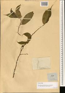 Ficus sinuata Thunb., South Asia, South Asia (Asia outside ex-Soviet states and Mongolia) (ASIA) (Philippines)