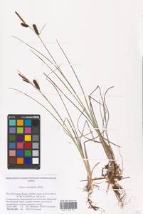 Carex rotundata Wahlenb., Eastern Europe, Northern region (E1) (Russia)