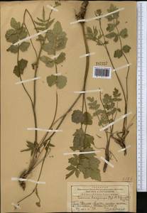 Semenovia dasycarpa (Regel & Schmalh.) Korovin ex Pimenov & V. N. Tikhom., Middle Asia, Western Tian Shan & Karatau (M3) (Kazakhstan)