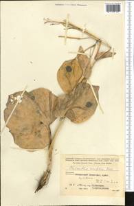 Chalcanthus renifolius (Boiss. & Hohen.) Boiss., Middle Asia, Kopet Dag, Badkhyz, Small & Great Balkhan (M1) (Turkmenistan)