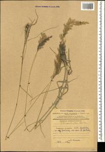 Calamagrostis pseudophragmites (Haller f.) Koeler, Caucasus, Azerbaijan (K6) (Azerbaijan)