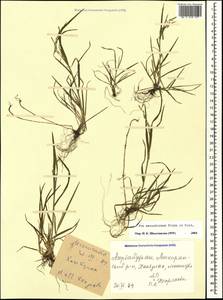 Poa masenderana Freyn & Sint., Caucasus, Azerbaijan (K6) (Azerbaijan)