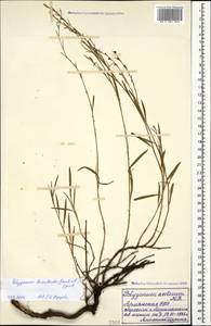 Polygonum setosum subsp. luzuloides (Jaub. & Spach) Leblebici, Caucasus, Armenia (K5) (Armenia)