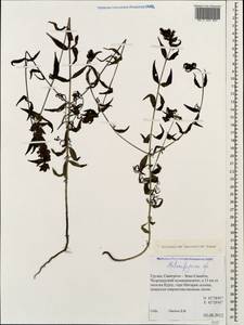 Melampyrum caucasicum Bunge, Caucasus, Georgia (K4) (Georgia)