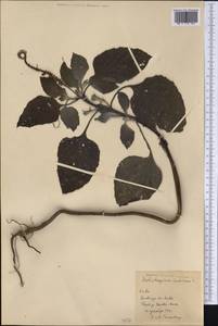 Heliotropium indicum L., America (AMER) (Cuba)