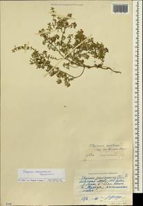Thymus karavaevii Doronkin, Siberia, Yakutia (S5) (Russia)