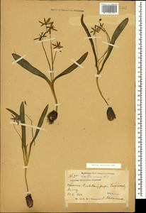 Scilla siberica Andrews, Caucasus, Georgia (K4) (Georgia)