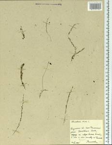 Utricularia minor L., Eastern Europe, Central region (E4) (Russia)