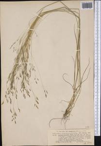 Agrostis hyemalis (Walter) Britton, Sterns & Poggenb., America (AMER) (United States)