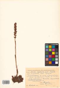Neottia acuminata Schltr., Siberia, Chukotka & Kamchatka (S7) (Russia)