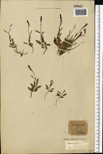 Melanocalyx uniflora (L.) Morin, Eastern Europe, Northern region (E1) (Russia)