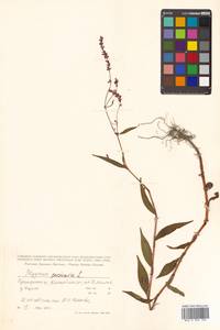 Persicaria maculosa Gray, Siberia, Russian Far East (S6) (Russia)