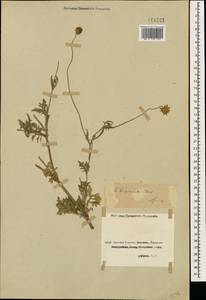 Scabiosa bipinnata K. Koch, Caucasus, Georgia (K4) (Georgia)