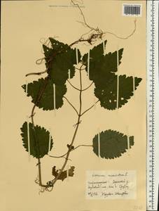 Lamium maculatum (L.) L., Eastern Europe, Volga-Kama region (E7) (Russia)