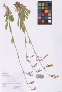 Silene nutans L., Eastern Europe, Central region (E4) (Russia)