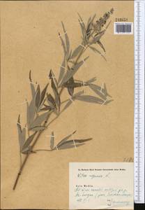 Vitex negundo L., Middle Asia, Syr-Darian deserts & Kyzylkum (M7) (Uzbekistan)