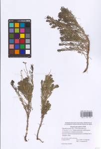 Suaeda physophora Pall., Eastern Europe, Eastern region (E10) (Russia)