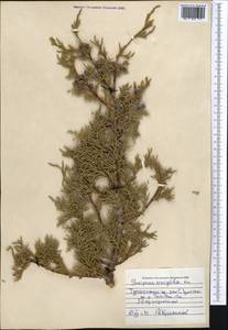 Juniperus semiglobosa Regel, Middle Asia, Pamir & Pamiro-Alai (M2) (Uzbekistan)