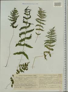 Thelypteris palustris Schott, Siberia, Western Siberia (S1) (Russia)