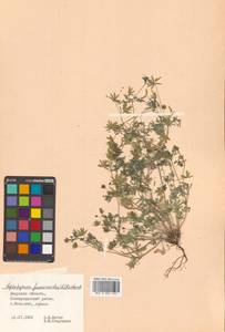 Leptopyrum fumarioides (L.) Rchb., Siberia, Russian Far East (S6) (Russia)