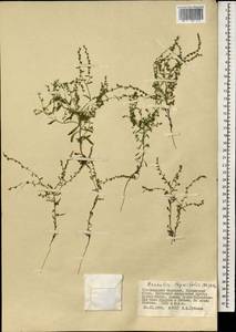 Hackelia thymifolia (A. DC.) I. M. Johnst., Mongolia (MONG) (Mongolia)