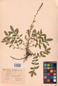Agrimonia eupatoria L., Eastern Europe, Central region (E4) (Russia)