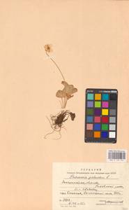 Parnassia palustris L., Eastern Europe, West Ukrainian region (E13) (Ukraine)