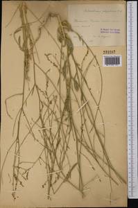 Anthochlamys tianschanica Iljin ex Aell., Middle Asia, Western Tian Shan & Karatau (M3) (Uzbekistan)
