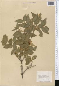 Lonicera, Middle Asia, Western Tian Shan & Karatau (M3) (Kyrgyzstan)