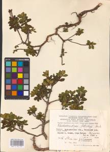 Rhododendron myrtifolium Schott & Kotschy, Eastern Europe, West Ukrainian region (E13) (Ukraine)