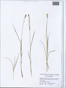 Carex globularis L., Siberia, Baikal & Transbaikal region (S4) (Russia)