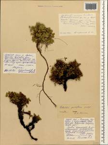 Sibbaldia parviflora Willd., Caucasus, North Ossetia, Ingushetia & Chechnya (K1c) (Russia)